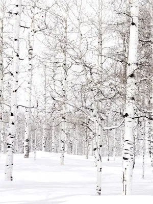 Christmas Aspen Trees Backdrop