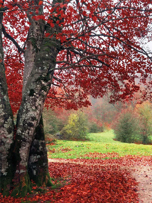 Fall Parkland Printed Photo Backdrop