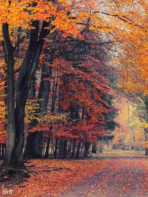 Fall Tree Backdrop