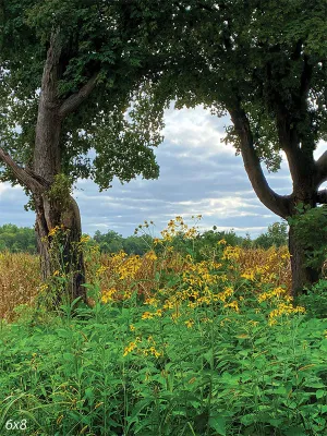 Field of Daisies Backdrop