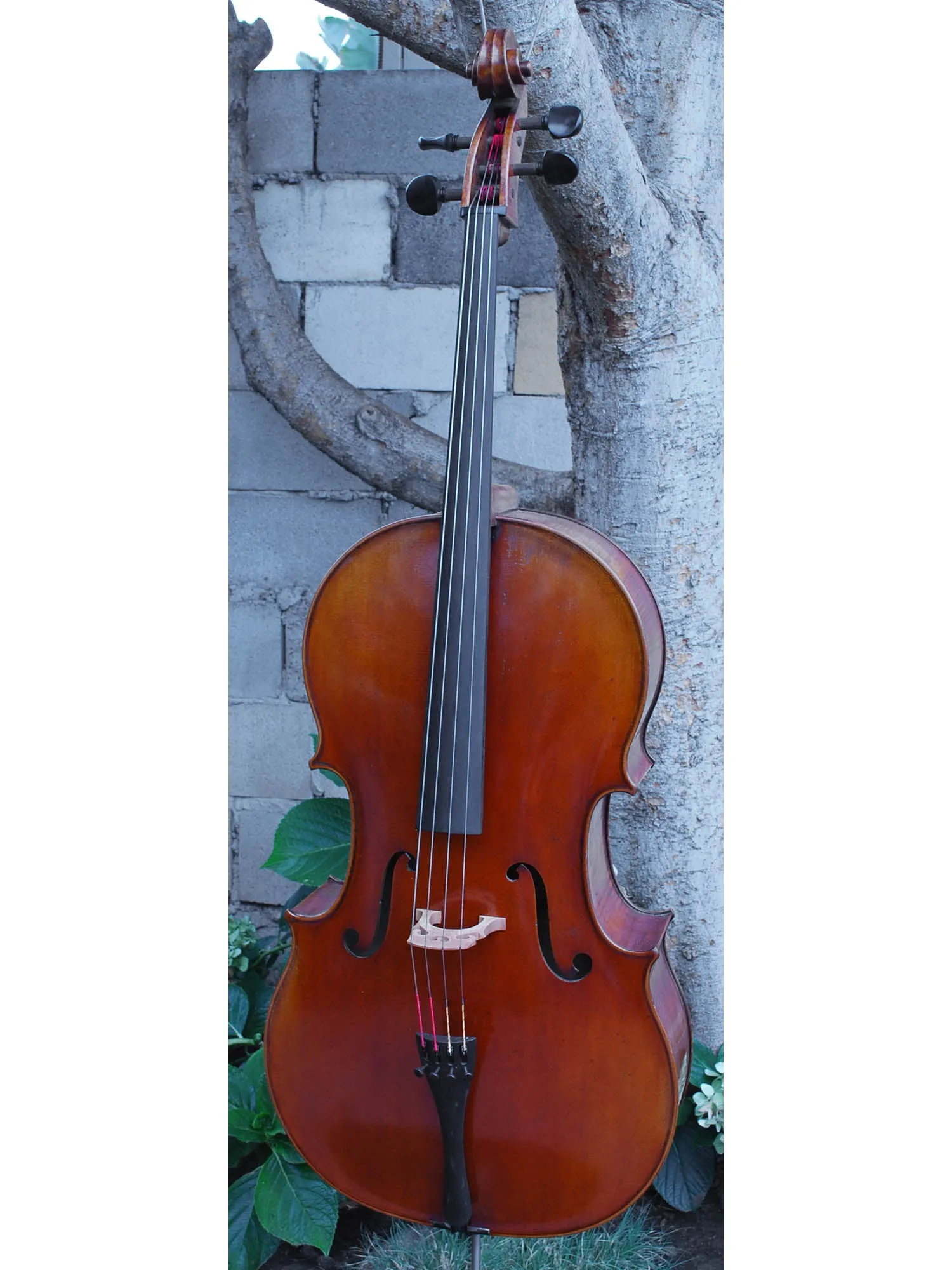 Vivo Zetoni model 100 4/4 Cello Used