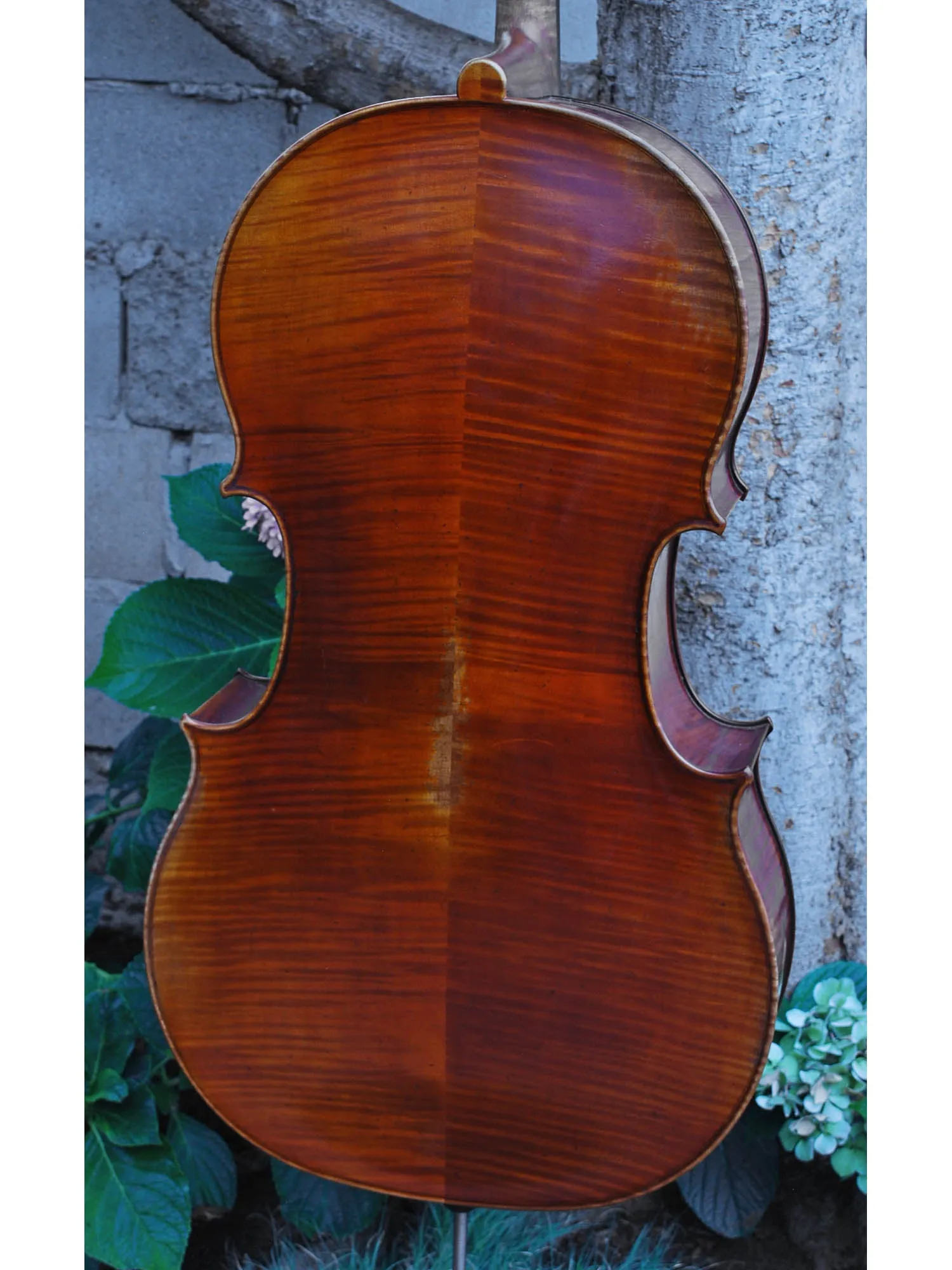 Vivo Zetoni model 100 4/4 Cello Used